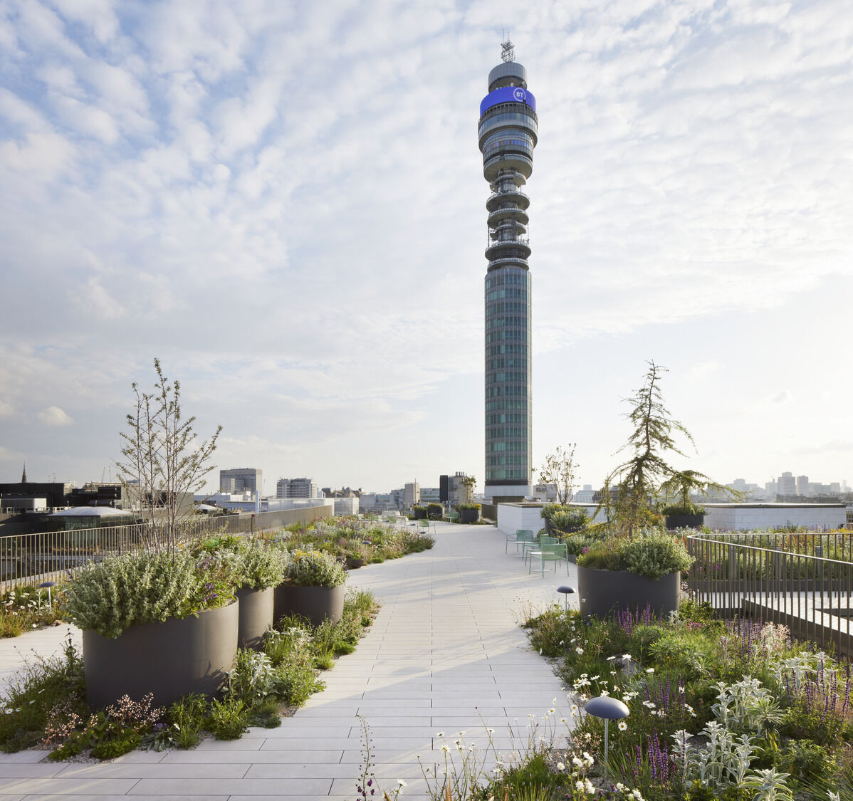 Roof-terrace planting framing the BT Tower